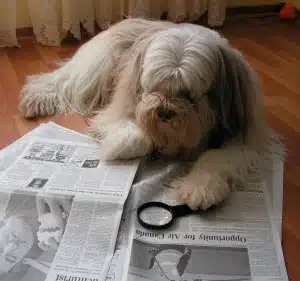 Funny dog reading